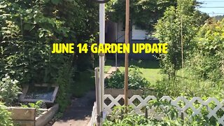 Garden Update 6-14-21 -- Tony C's backyard