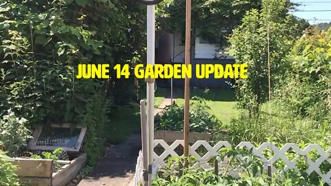 Garden Update 6-14-21 -- Tony C's backyard