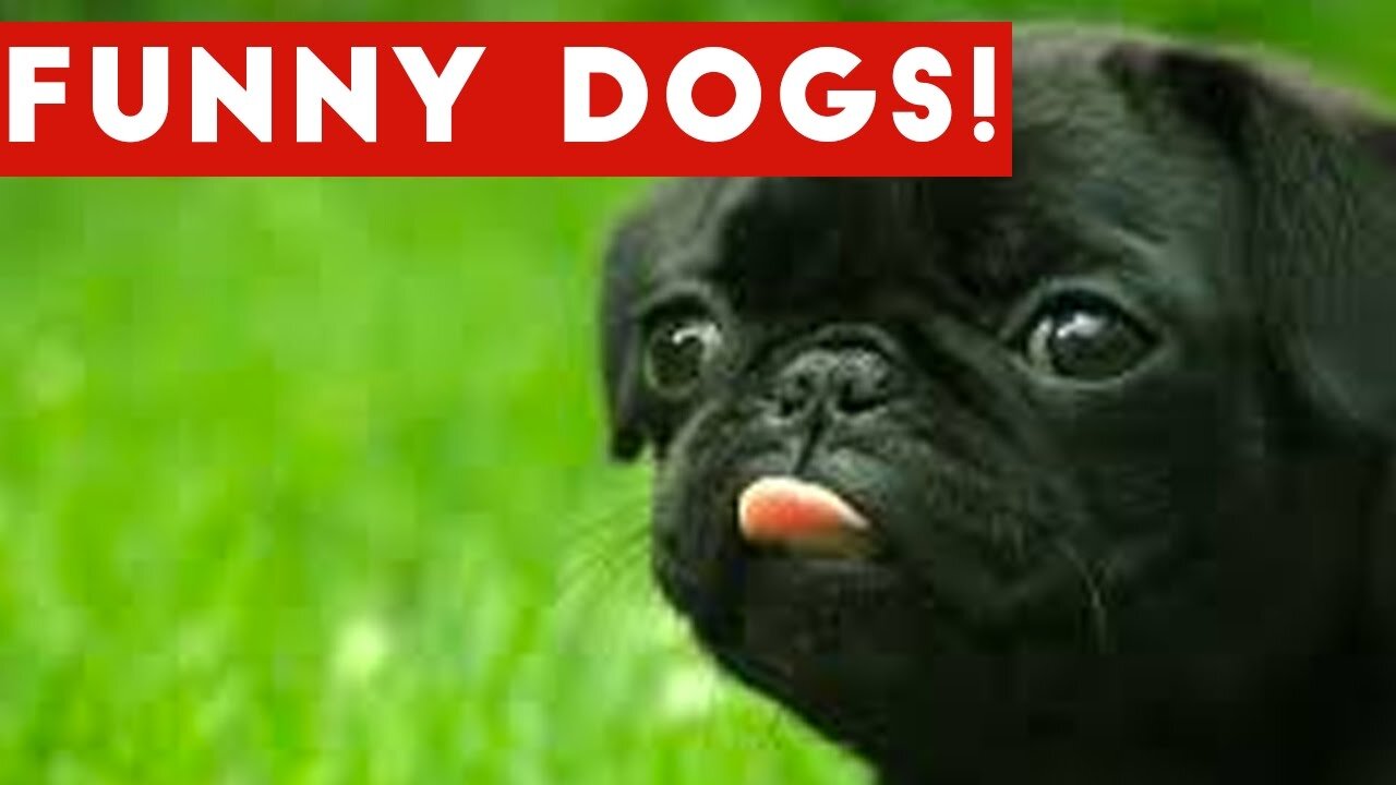 FUNNY 30 Min DOG VIDEO COMPILATION FUNNY 😀🤣