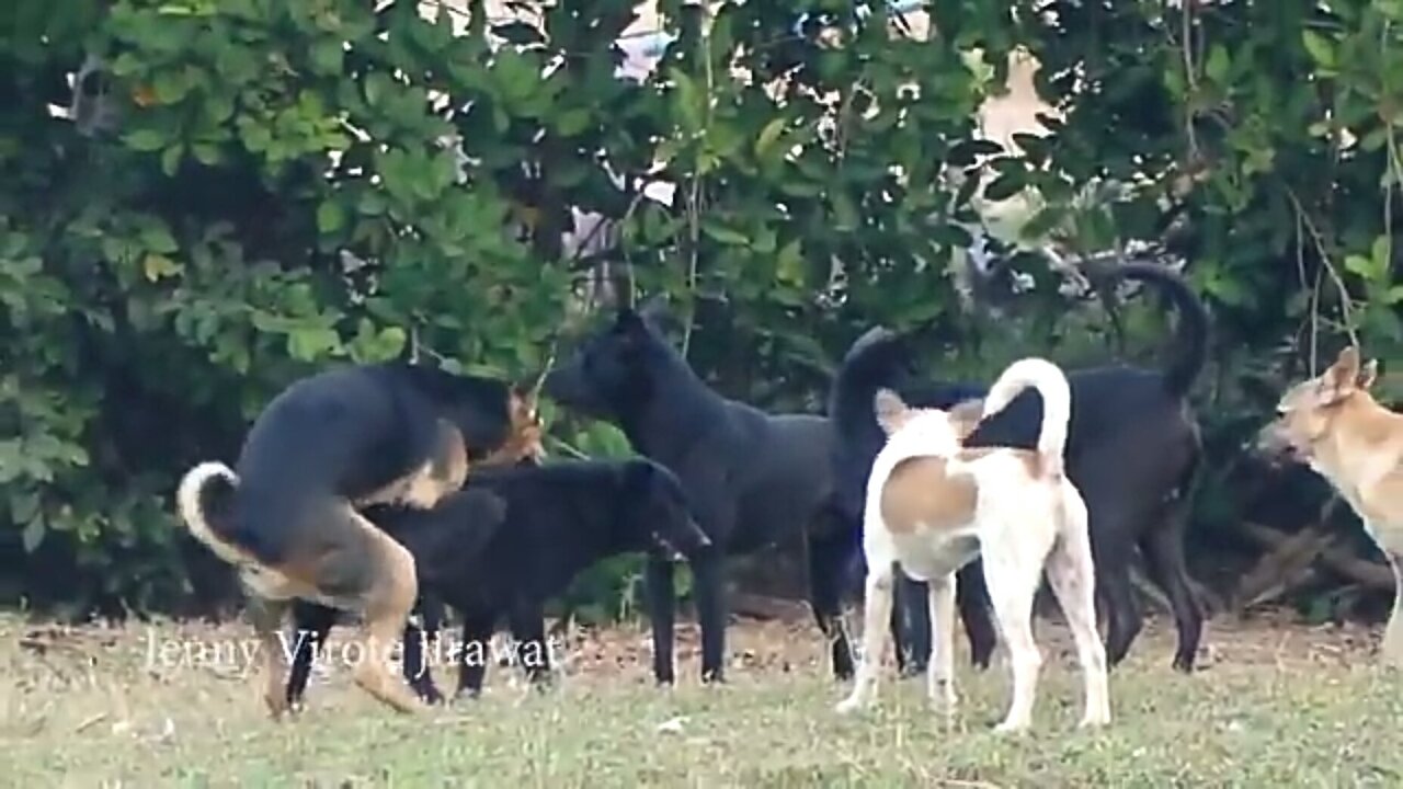 Intimate with the dog Dog😁😁 Physics Relation Video