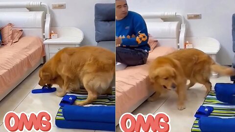 Cute Dog 🐕 Amezing Funny Scene