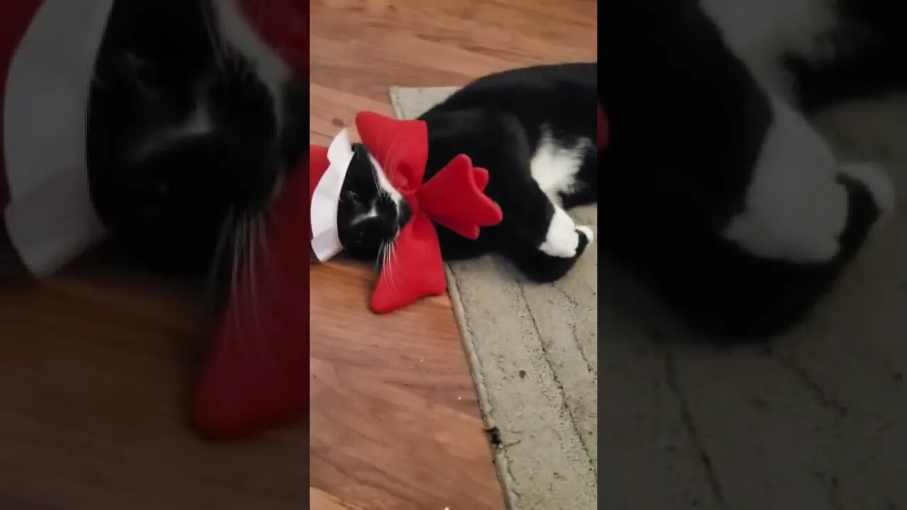 Meet Bete a.k.a Peter as Cat In The Hat - I think he likes it