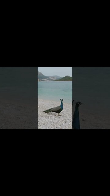 Lonely Peacock