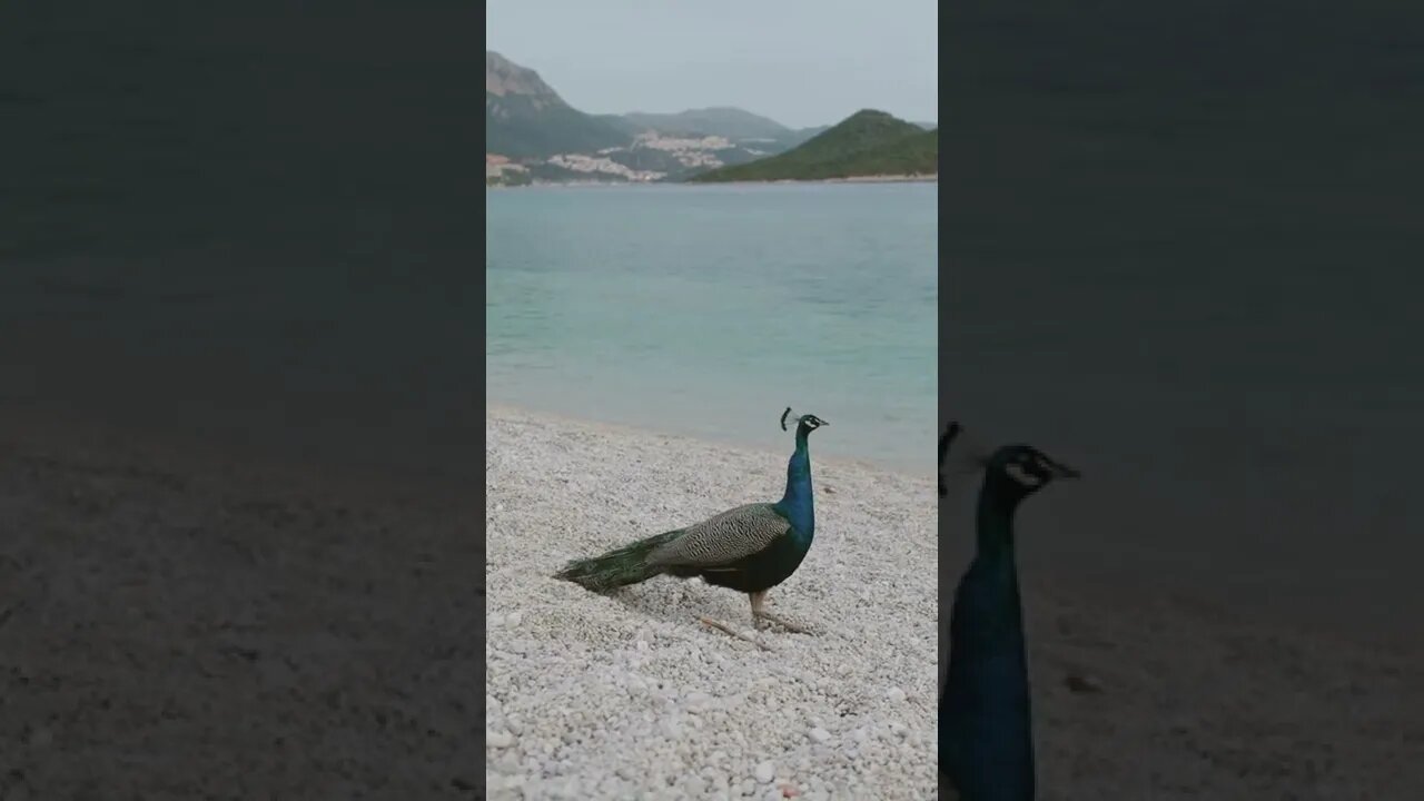 Lonely Peacock
