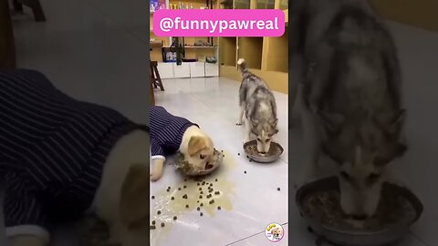 Funny Animal Videos 2023 | Funniest Cats & Dogs Videos #shorts