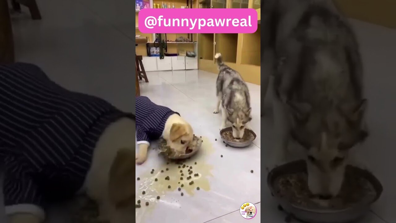 Funny Animal Videos 2023 | Funniest Cats & Dogs Videos #shorts