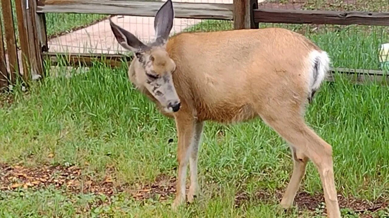 Doe up close and personal