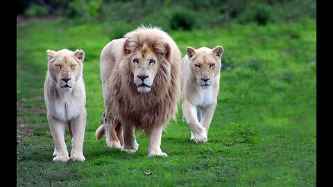 Amazing Wildlife Of Africa in 4K | Nature Scenes | Scenic Relaxation Film.
