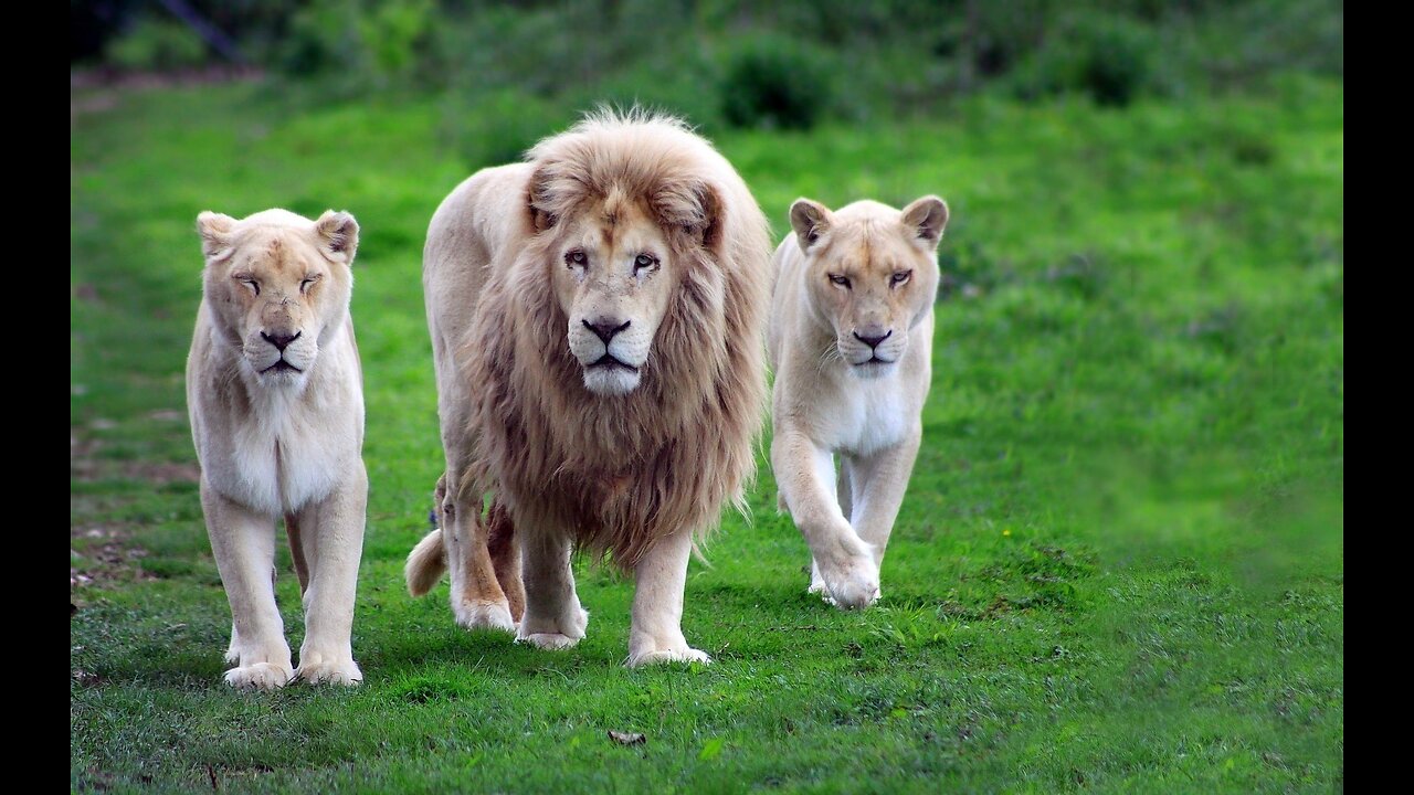 Amazing Wildlife Of Africa in 4K | Nature Scenes | Scenic Relaxation Film.