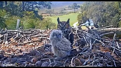 Conditioning My Feathers While Mom Sleeps 🦉 3/19/22 11:45