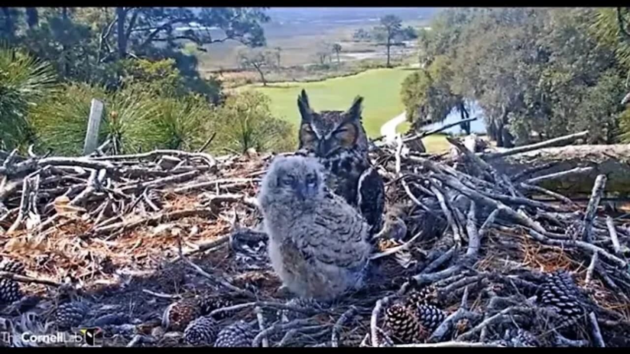 Conditioning My Feathers While Mom Sleeps 🦉 3/19/22 11:45