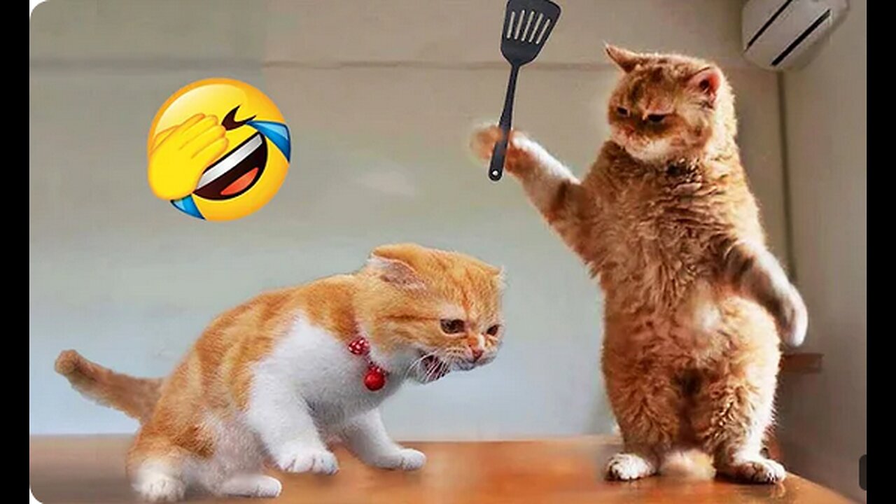 Get Ready to LOL: Funniest Animals 2024 😂 New Funny Cats and Dogs Videos 😻🐶