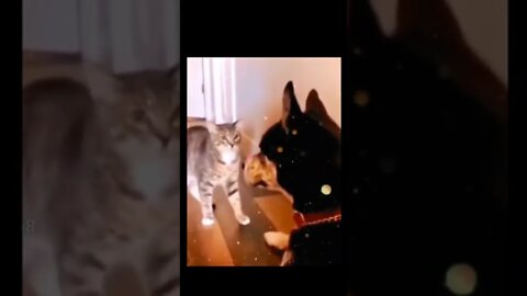 Cat funny reaction 😆
