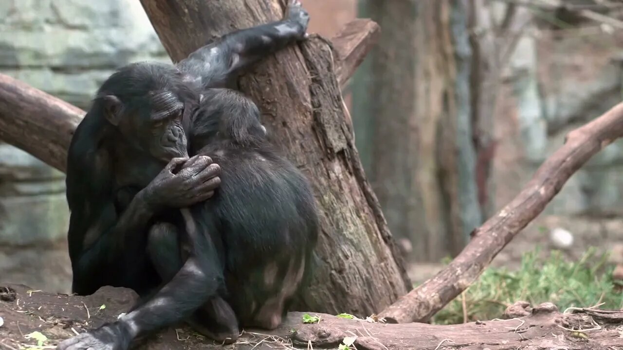 Two apes against tree grooming