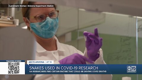 Snakes used in COVID-19 research