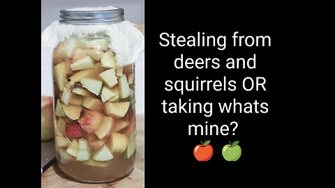 Picking apples to make apple cider vinegar!