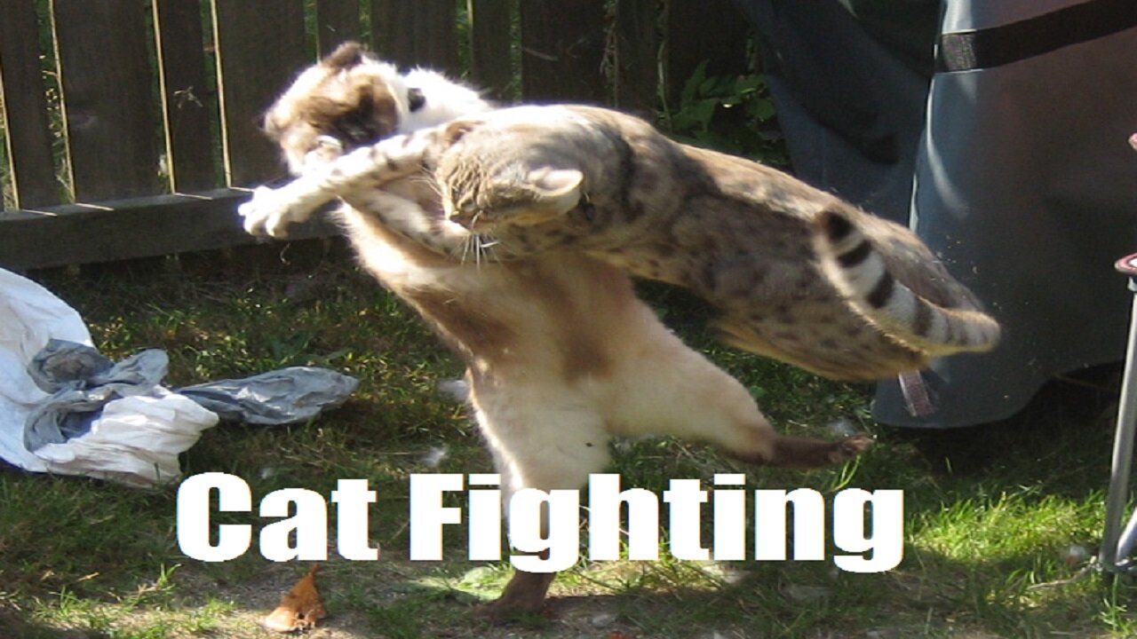 Cat Fighting