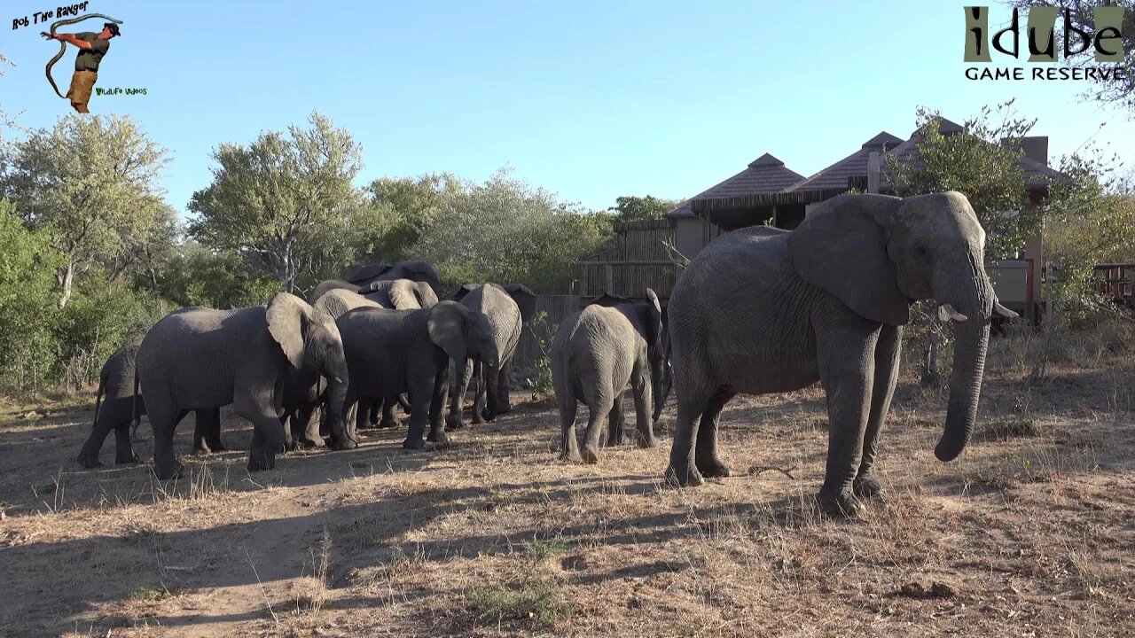 Elephants At The Makubela Pools