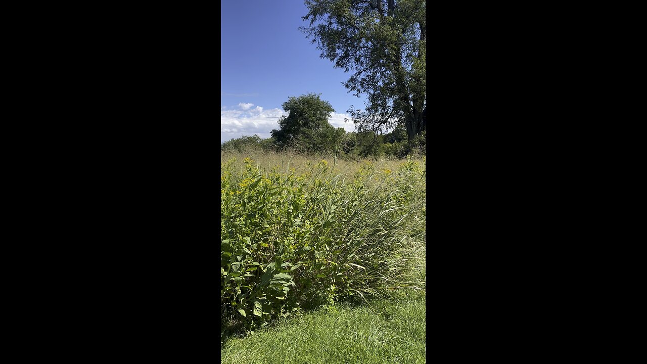 Apple garden