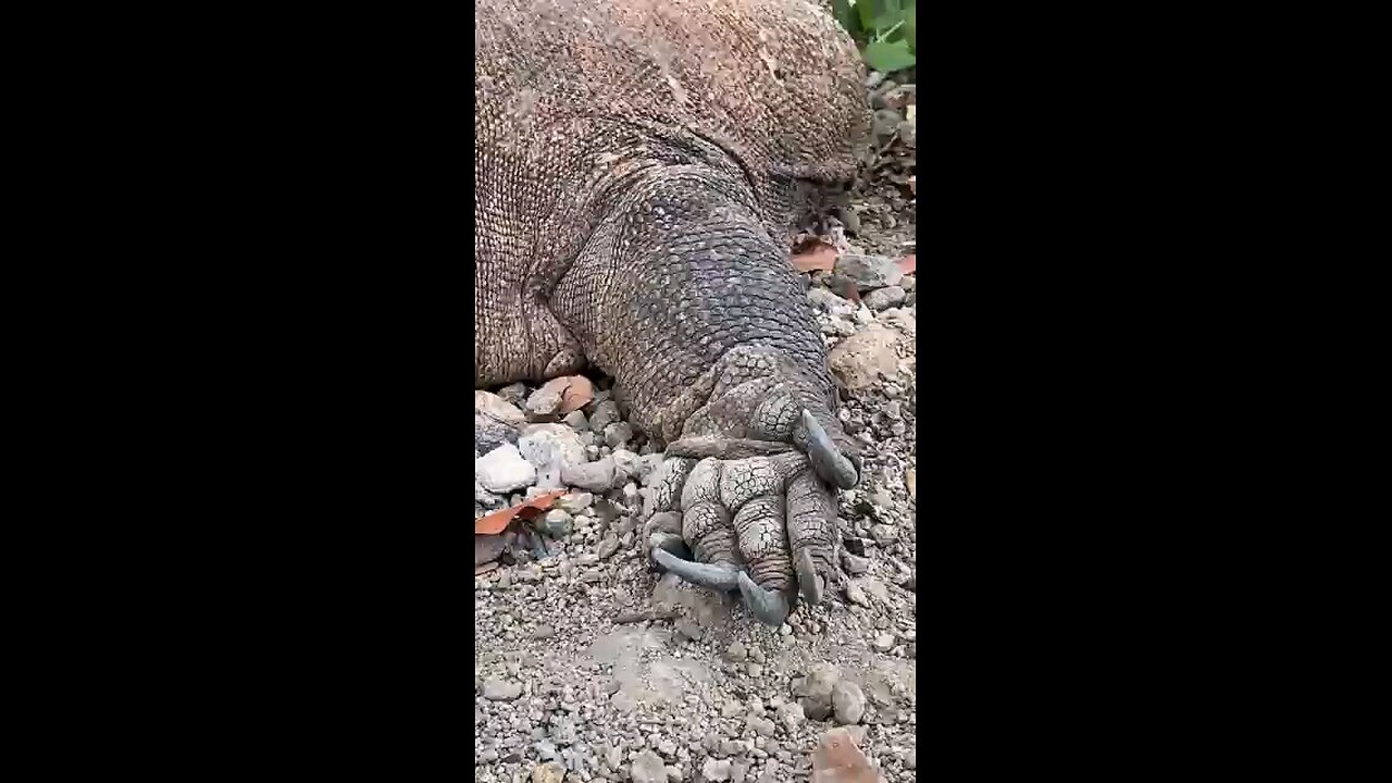 Komodo dragon slipping