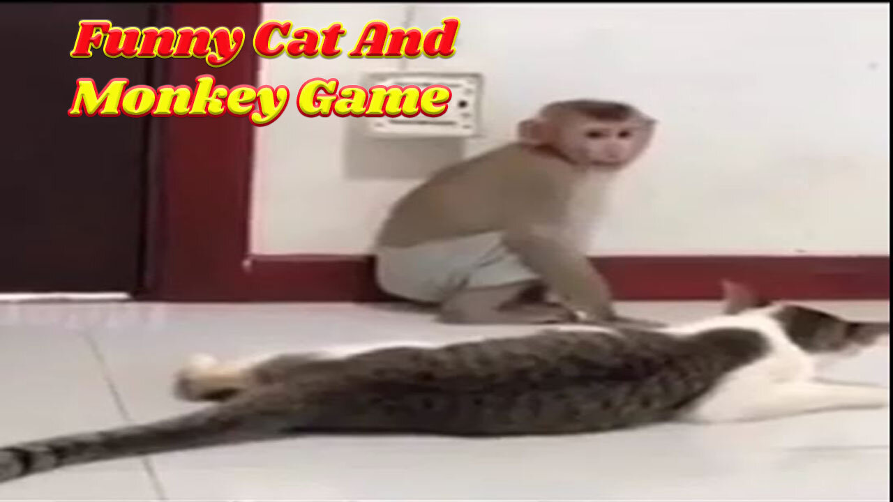 Funny Cat and Monkey Game