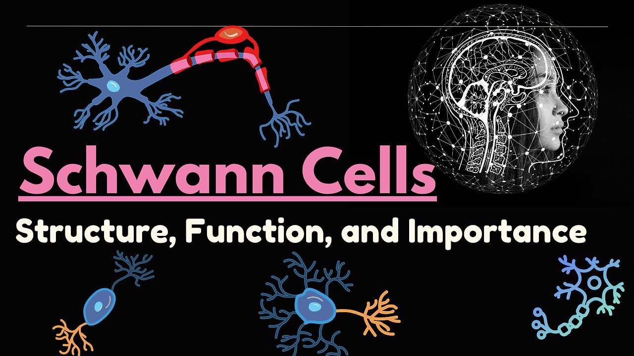 Schwann Cells Explained: Structure, Function, and Their Role in the Nervous System