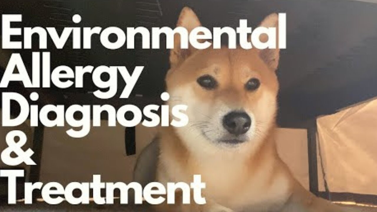 Dog Allergies || Diagnosis and Treatment for Environmental Allergy