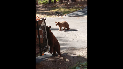 Living with the Bears....