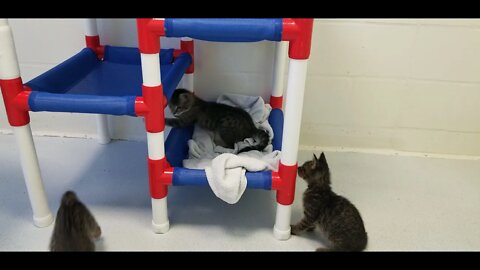 Kittens at Shelter Part Two - Funny