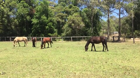 The brumbies grazing - with one ring in Arabian