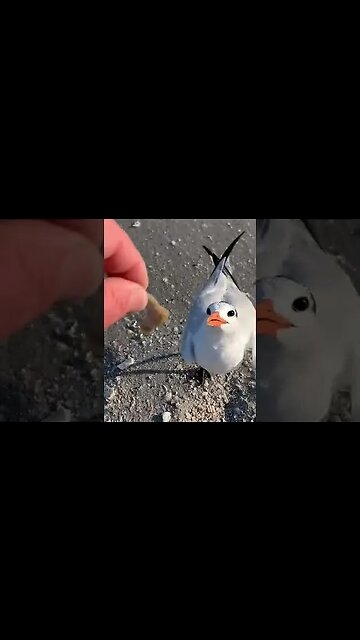 Seagulls predict Rams by 10