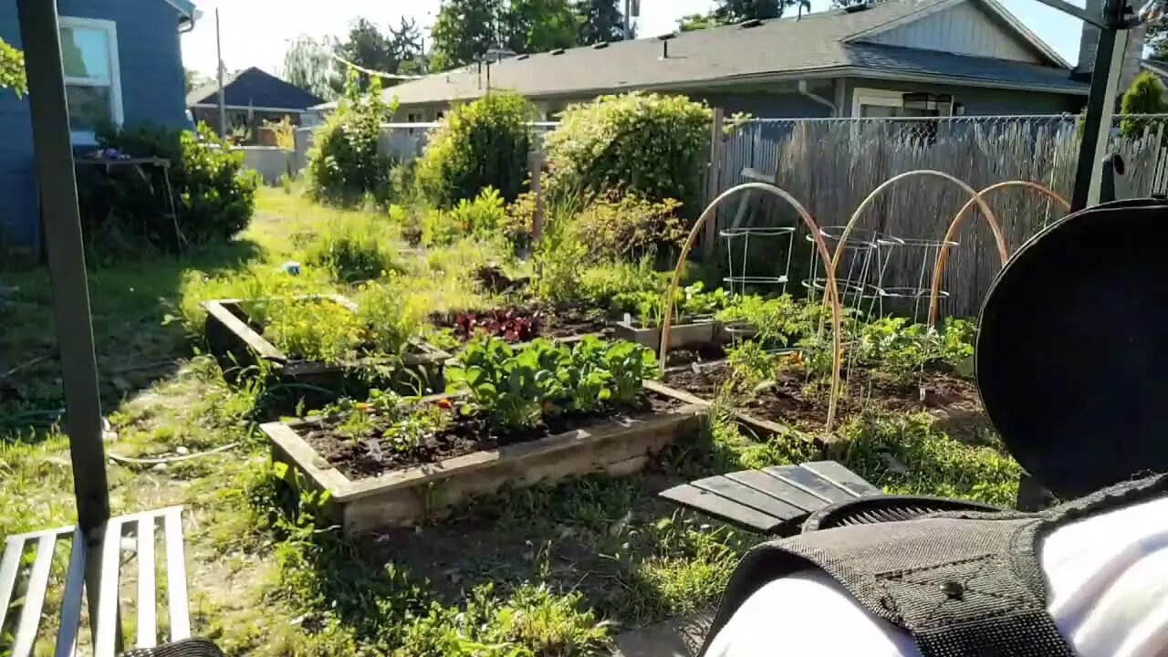 🥩 PROFESSIONAL GRILLIN' & CHILLIN' ON THE KOMODO™️ AKORN GRILL