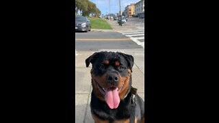 Female Rottweiler