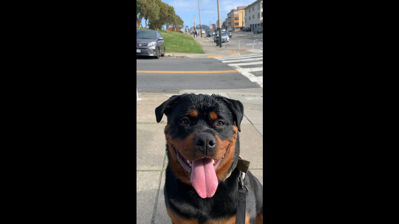 Female Rottweiler