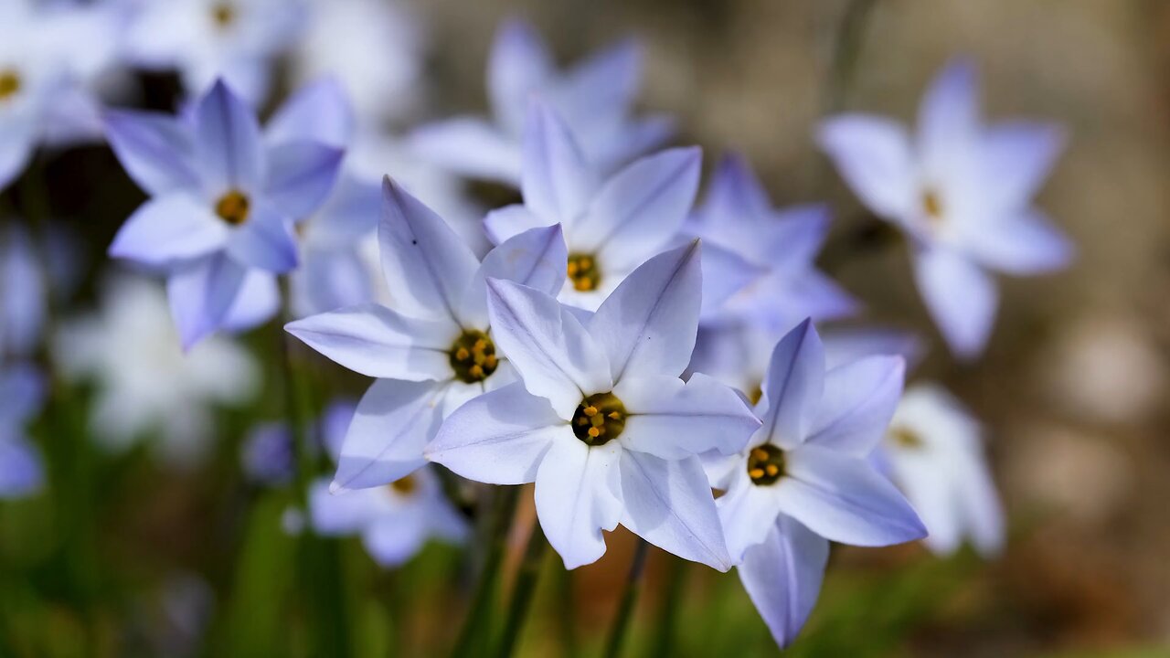 "Tristagma uniflorum: The Delicate Charm of the Spring Starflower"