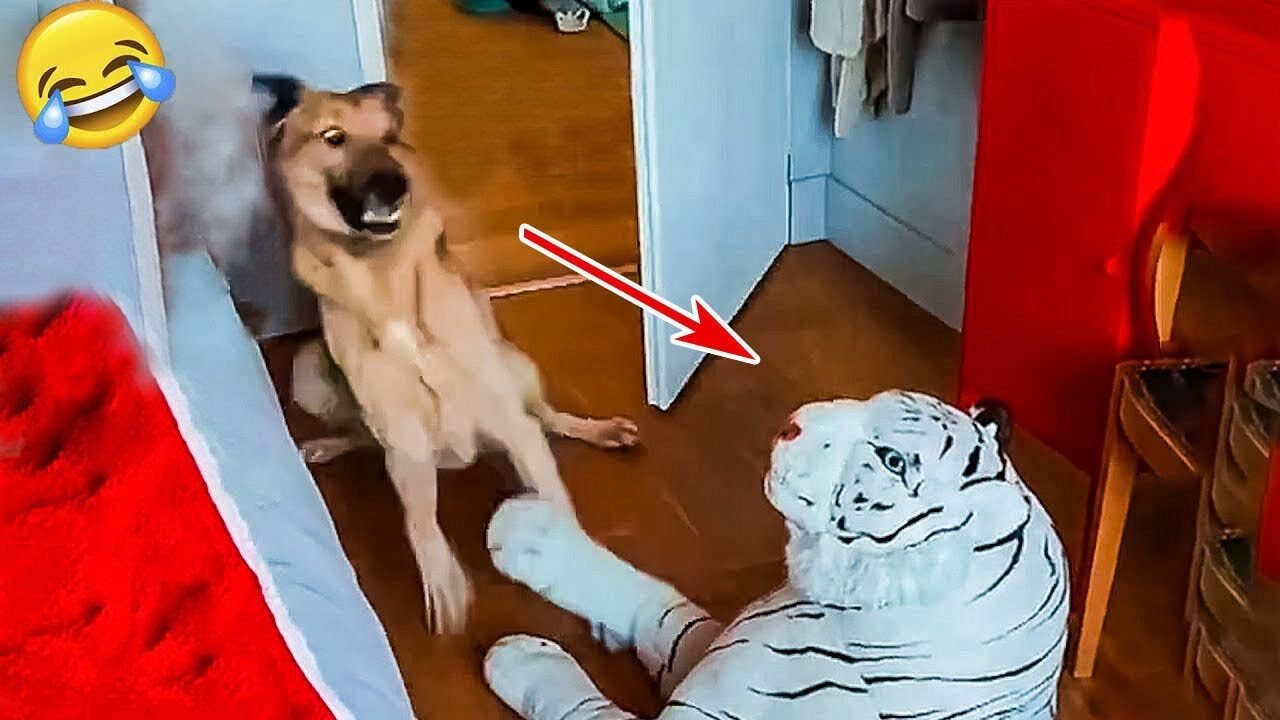 most amusing animal video v2