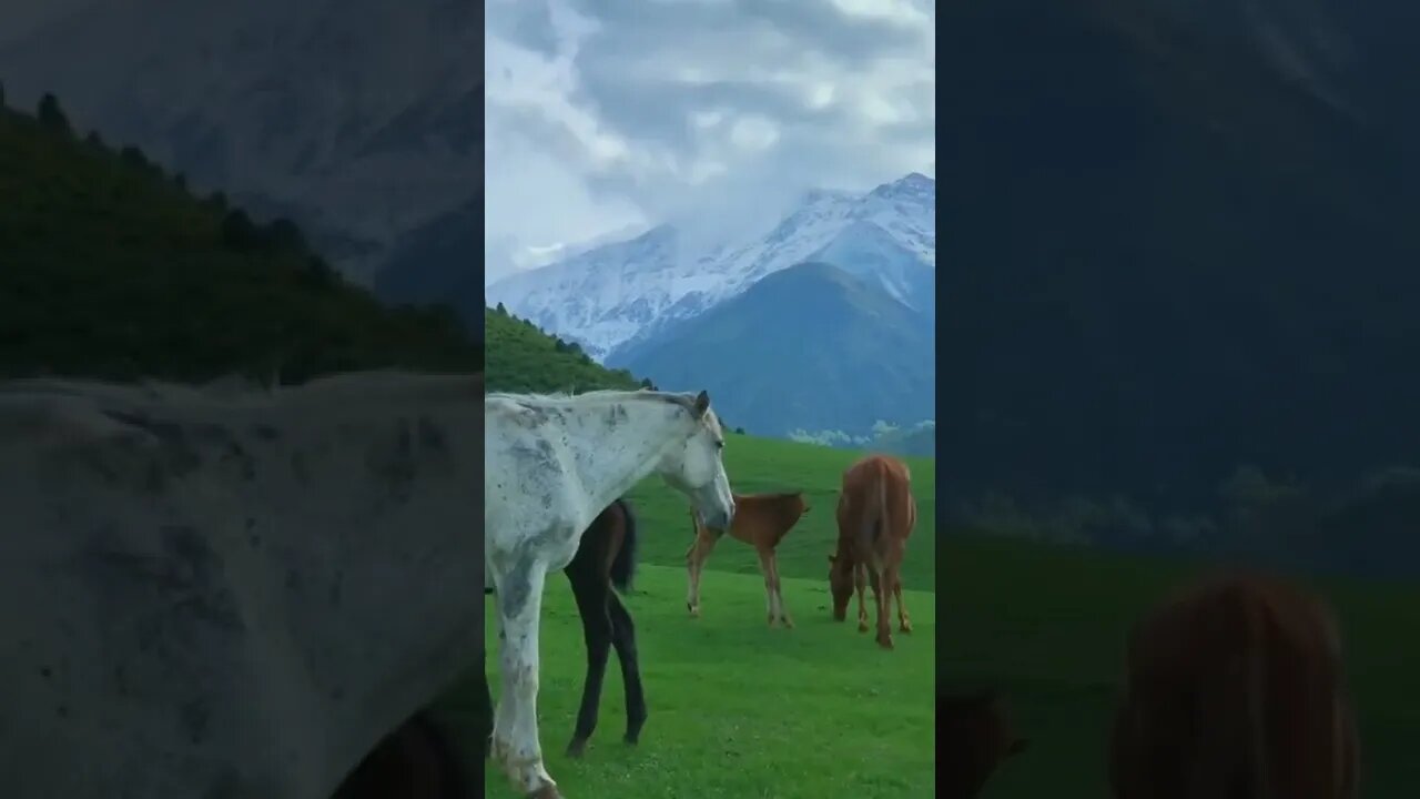 You reaction to the beauty of nature / Horses / Kirgizstan #NatureShortsVideo #reaction