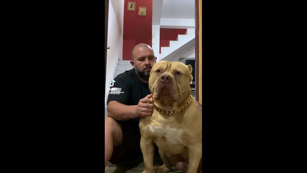 Pit Bull King