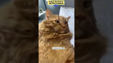 cute cat videos 😹 funny videos 😂 649 😻#shorts #shortsfunny #cutecat #catvideos #catsfood #catscare