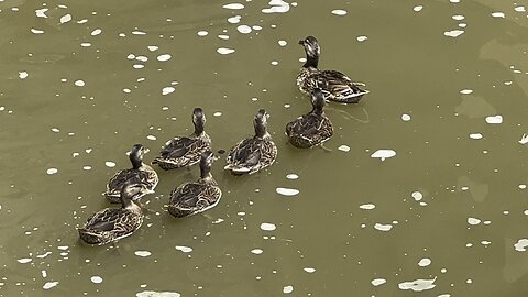 Six ducklings made it so far