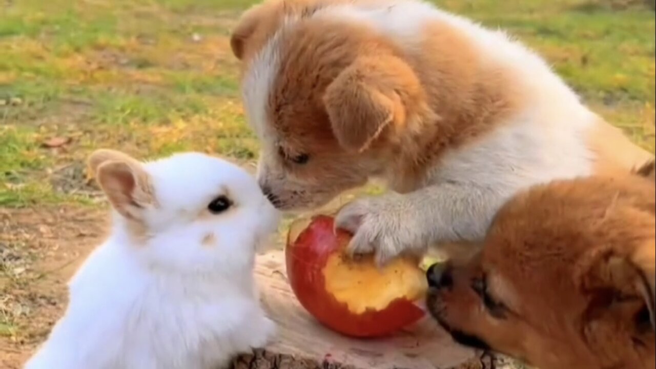 "Tiny Terrors: Hilarious and Adorable Animal Antics!"