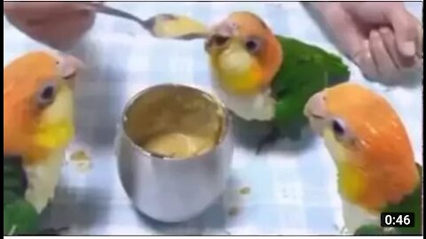 Parrot videos parrots dancing a funny parrot videos compilation