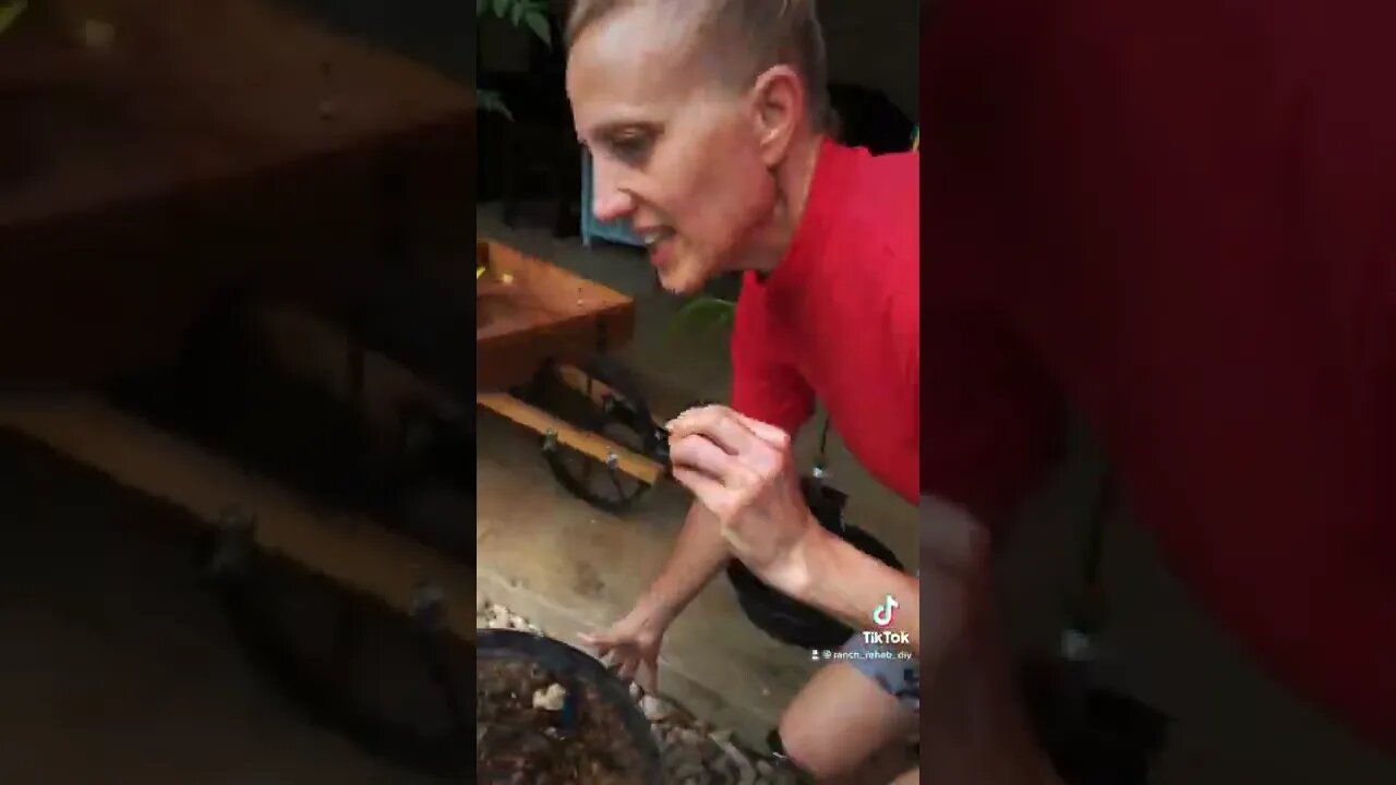 EZ START DIY Peanuts🥜 & Peas🪴#tiktok #viral #shorts