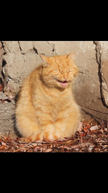 Most Funniest Animals - Best Cats😹 & Dogs🐶 Videos of 2023 Compilation! #26