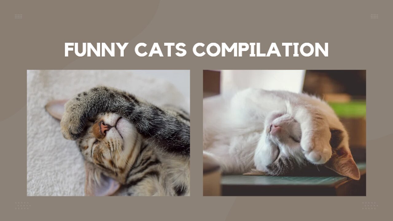 MOST Crazy & Funny Cats Fails Compilation