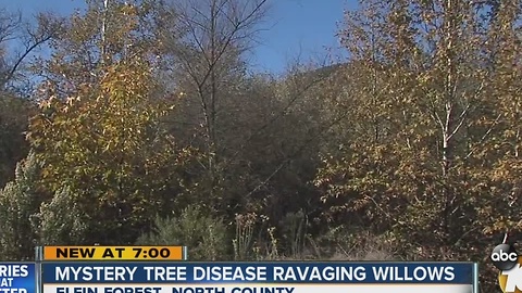 Mystery tree disease ravaging willows