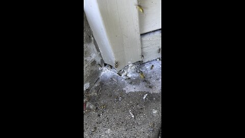 Yellow Jackets Evacuating A Nest After I Kill It