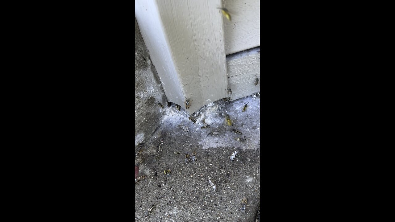 Yellow Jackets Evacuating A Nest After I Kill It