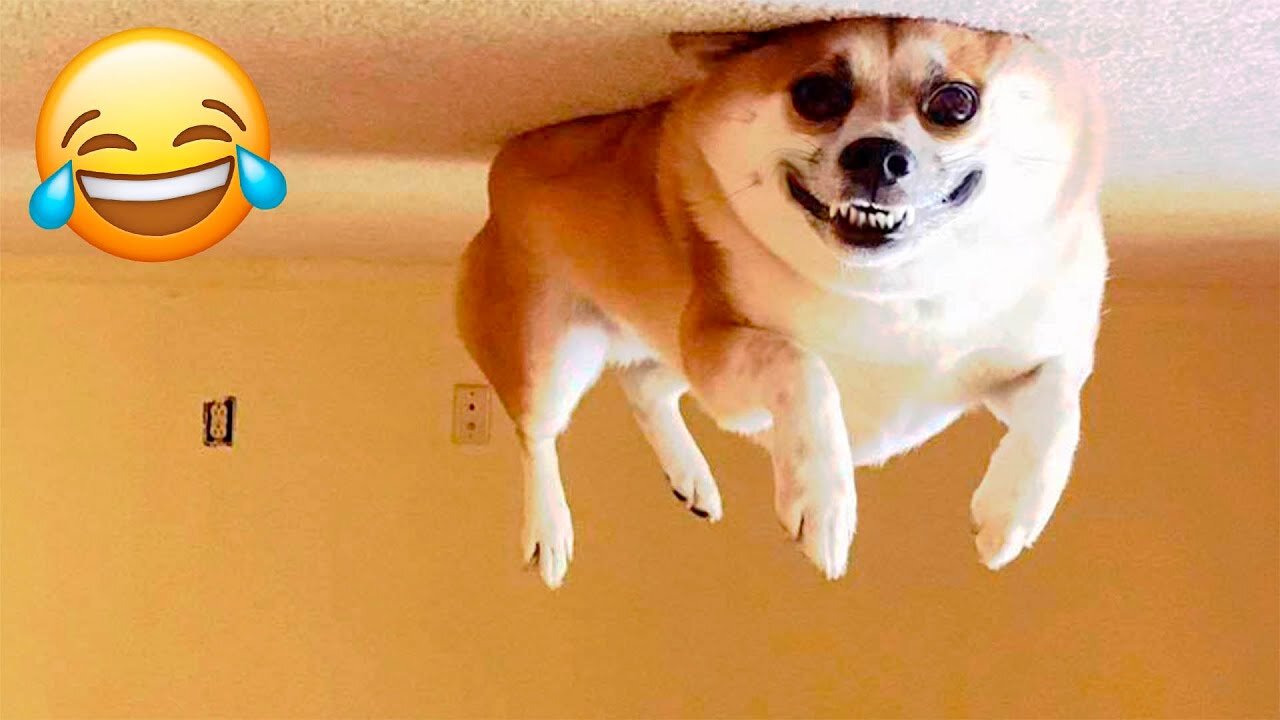 Chihuahua vs Bearded Dragon