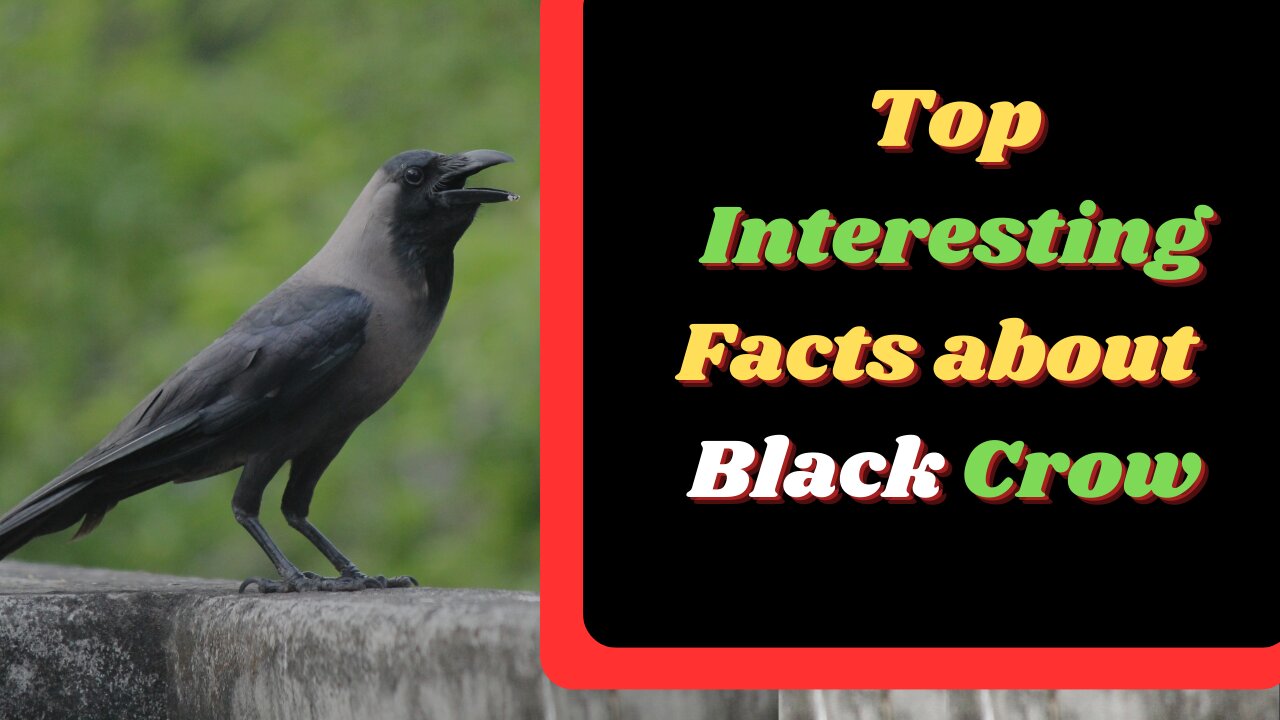 Top interesting Facts about crow in english